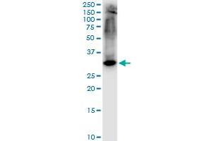 STX1A monoclonal antibody (M02), clone 1B11-1A8.