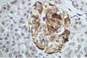 IHC-P Image Immunohistochemical analysis of paraffin-embedded Human pancreas tissue, using ANXA2, antibody at 1:100 dilution.