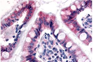 Anti-ESRRG / ERR3 antibody  ABIN1048588 IHC staining of human small intestine. (ESRRG anticorps  (N-Term))