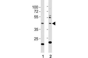 Western blot testing of E2F1 antibody at 1:1000 dilution. (E2F1 anticorps  (AA 342-371))