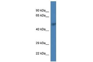 Western Blot showing Prim1 antibody used at a concentration of 1. (PRIM1 anticorps  (C-Term))