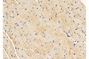 anti-Glypican 2 (GPC2) (Internal Region) antibody