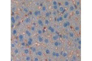 IHC-P analysis of Mouse Tissue, with DAB staining. (TGFBR2 anticorps  (AA 209-590))