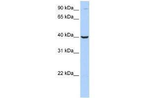 Arginase 2 antibody used at 1 ug/ml to detect target protein.