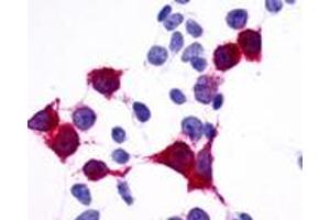 Anti-GPR137B / TM7SF1 antibody immunocytochemistry (ICC) staining of HEK293 human embryonic kidney cells transfected with GPR137B / TM7SF1. (GPR137B anticorps  (C-Term))