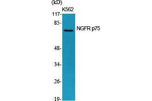 Western Blot (WB) analysis of specific cells using NGFR p75 Polyclonal Antibody. (NGFR anticorps  (Internal Region))