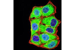 Immunofluorescence analysis of Hela cells using AXIN1 mouse mAb (green).