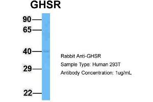 Host: Rabbit  Target Name: GHSR  Sample Tissue: Human 293T  Antibody Dilution: 1. (GHSR anticorps  (C-Term))