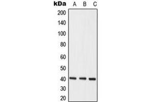 Western blot analysis of hNRNP C expression in MCF7 (A), K562 (B), HeLa (C) whole cell lysates. (HNRNPC anticorps  (C-Term))