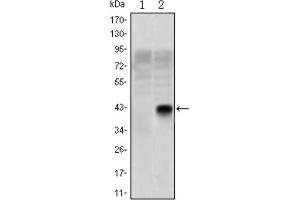 Western blot analysis using OLIG2 antibody against HEK293 (1) and OLIG2 (AA: 1-122) -hIgGFc transfected HEK293 (2) cell lysate.