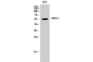 Western Blotting (WB) image for anti-Potassium Inwardly-Rectifying Channel, Subfamily J, Member 3 (KCNJ3) (Ser685) antibody (ABIN3175769) (KCNJ3 anticorps  (Ser685))