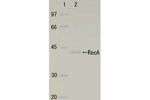 SDS-PAGE (SDS) image for RecA (Active) protein (ABIN2452179) (RecA (Active) Protéine)