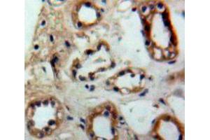 Used in DAB staining on fromalin fixed paraffin-embedded Kidney tissue (PTGES2 anticorps  (AA 145-357))