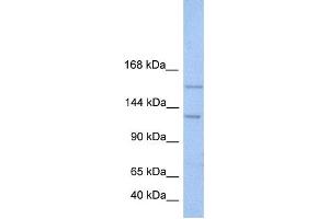 Western Blotting (WB) image for anti-Bromodomain and PHD Finger Containing, 3 (BRPF3) antibody (ABIN2459435) (BRPF3 anticorps)