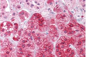 Immunohistochemistry with Adrenal tissue at an antibody concentration of 5µg/ml using anti-ARC antibody (ARP36563_P050)