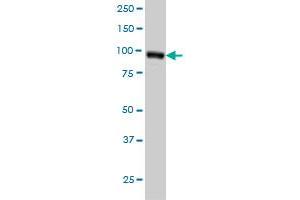 RALBP1 monoclonal antibody (M02), clone 2A1 Western Blot analysis of RALBP1 expression in HeLa . (RALBP1 anticorps  (AA 1-655))
