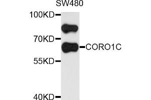 Western blot analysis of extracts of SW480 cells, using CORO1C antibody (ABIN5972610) at 1/1000 dilution.