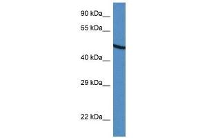 Western Blot showing UGDH antibody used at a concentration of 1 ug/ml against HepG2 Cell Lysate (UGDH anticorps  (C-Term))