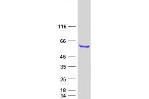 Validation with Western Blot (RBM46 Protein (Myc-DYKDDDDK Tag))
