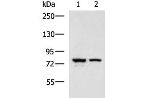 Western blot analysis of A172 and 231 cell lysates using IL17RD Polyclonal Antibody at dilution of 1:900 (IL17RD anticorps)
