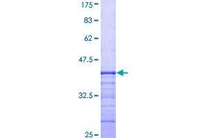 Image no. 1 for Dystroglycan 1 (DAG1) (AA 31-140) protein (GST tag) (ABIN1351078)