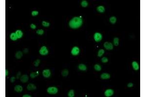 Anti-ERCC1 mouse monoclonal antibody (ABIN2455584) immunofluorescent staining of COS7 cells transiently transfected by pCMV6-ENTRY ERCC1 (RC200478). (ERCC1 anticorps)