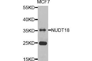 Western blot analysis of extracts of MCF7 cells, using NUDT18 antibody. (NUDT18 anticorps)