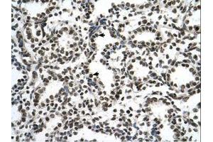 Image no. 1 for anti-Zinc Finger Protein 706 (ZNF706) (N-Term) antibody (ABIN6737704)