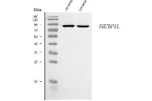 anti-SHC SH2-Domain Binding Protein 1-Like (SHCBP1L) (AA 171-506) antibody