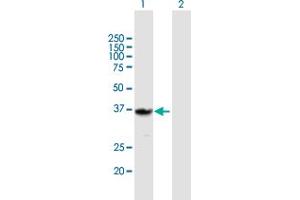 Western Blot analysis of QPRT expression in transfected 293T cell line by QPRT MaxPab polyclonal antibody.