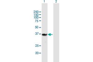 Western Blot analysis of QPRT expression in transfected 293T cell line by QPRT MaxPab polyclonal antibody. (QPRT anticorps  (AA 1-297))