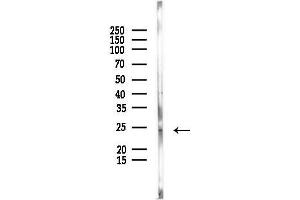 Western blot analysis of lysates from Mouse kidney, using TMEM126A Antibody at 1/1000 dilution.
