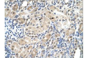 Immunohistochemistry (IHC) image for anti-Solute Carrier Family 9, Subfamily A (NHE9, Cation Proton Antiporter 9), Member 9 (SLC9A9) (C-Term) antibody (ABIN2781738)