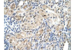 Immunohistochemistry (IHC) image for anti-Solute Carrier Family 9, Subfamily A (NHE9, Cation Proton Antiporter 9), Member 9 (SLC9A9) (C-Term) antibody (ABIN310561) (SLC9A9 anticorps  (C-Term))