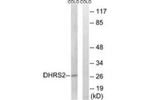 Western Blotting (WB) image for anti-Dehydrogenase/reductase (SDR Family) Member 2 (DHRS2) (AA 111-160) antibody (ABIN2890256) (DHRS2 anticorps  (AA 111-160))