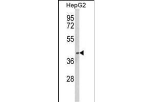 Western blot analysis of PON3 Antibody (N-term) (ABIN652536 and ABIN2842361) in HepG2 cell line lysates (35 μg/lane). (PON3 anticorps  (N-Term))