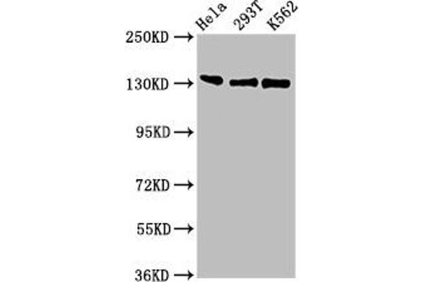 RFX1 anticorps  (AA 36-133)