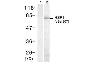 Western blot analysis of extract from H (HSF1 anticorps  (pSer307))