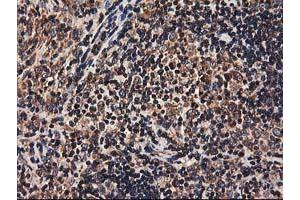 Image no. 6 for anti-Heme Oxygenase (Decycling) 2 (HMOX2) antibody (ABIN1498691) (HMOX2 anticorps)