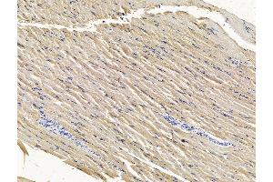 ABIN7096484 and ABIN7100548 at 1/100 staining rat muscle tissue by IHC-P. (TMEM107 anticorps)