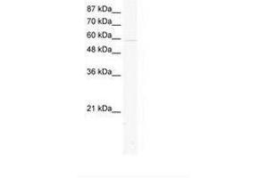 Image no. 1 for anti-Potassium Channel, Subfamily K, Member 10 (KCNK10) (AA 467-516) antibody (ABIN203202)