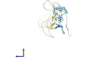 AlphaFold protein structure predicition of Mouse Recombinant Paf1 Protein, UniprotID Q8K2T8