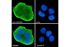 ABIN570957 Immunofluorescence analysis of paraformaldehyde fixed HepG2 cells, permeabilized with 0.
