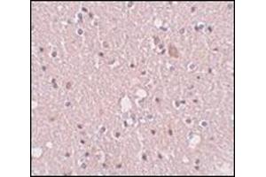 Immunohistochemistry of SIPA1L2 in human brain tissue with this product at 5 μg/ml. (SIPA1L2 anticorps  (N-Term))