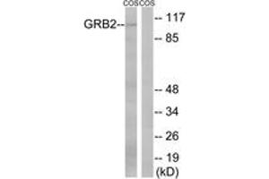 Western blot analysis of extracts from COS cells, using Gab2 (Ab-159) Antibody. (GAB2 anticorps  (AA 125-174))