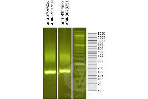 Library profiles comparing fragment size distributions on an E-Gel EX 2% agarose gel (Thermo Fisher).