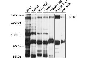 Western blot analysis of extracts of various cell lines, using NPR1 antibody (ABIN6132224, ABIN6144783, ABIN6144784 and ABIN6214701) at 1:1000 dilution.