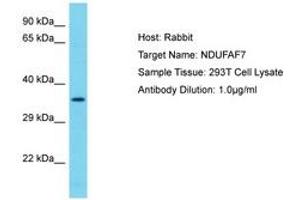 Image no. 1 for anti-NADH Dehydrogenase (Ubiquinone) Complex I, Assembly Factor 7 (NDUFAF7) (AA 253-302) antibody (ABIN6750634) (NDUFAF7 anticorps  (AA 253-302))