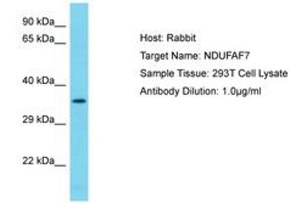 NDUFAF7 anticorps  (AA 253-302)