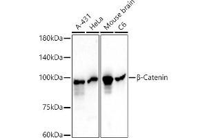 Western blot analysis of extracts of various cell lines, using β-Catenin Mouse mAb antibody (ABIN7266137) at 1:1000 dilution.